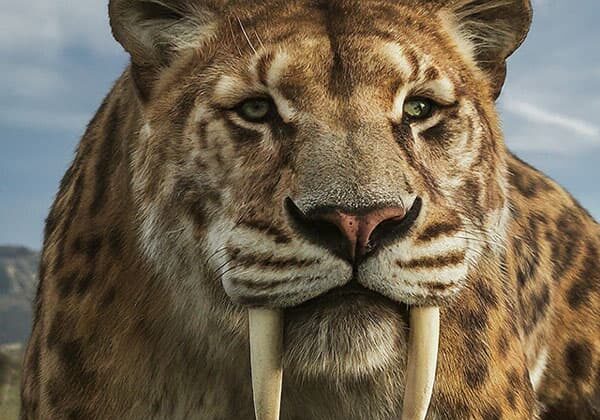 Saber Toothed Animal