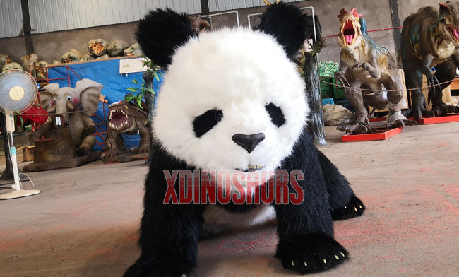 Cute Panda Suit Cute Panda Suit
