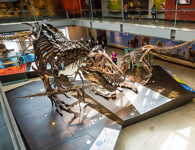 Dino Skeleton Exhibits Dino Skeleton Exhibits at Museum