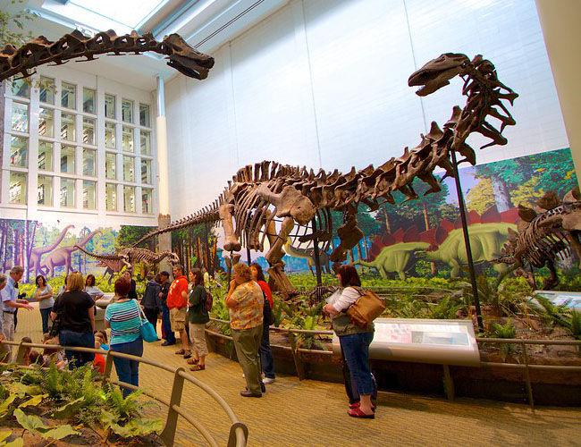 Long Neck Dinosaur Fossil · Carnegie Museum of Natural History Long Neck Dinosaur Fossil