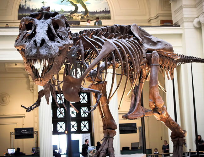 Sue Fossil Exhibits Sue Fossil Exhibits