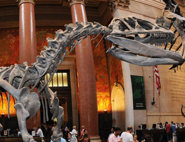 Trex Fossil Exhibits Trex Fossil Exhibits