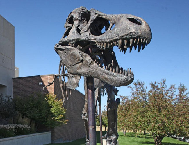 Big Mike (Trex) Fossil · Museum of the Rockies Big Mike Fossil at Museum
