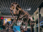 Dinosaur Fossils at University