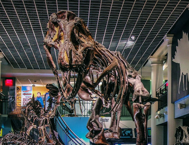 Dinosaur Fossils Exhibits · The Academy of Natural Sciences of Drexel University Dinosaur Fossils at University