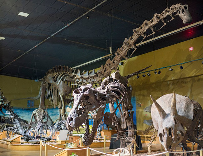 Realistic Dinosaur Skeletons in Wyoming Dinosaur Center Dinosaur Skeletons in Dinosaur Center
