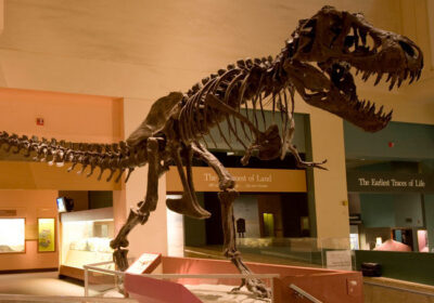 Trex Fossil Exhibits