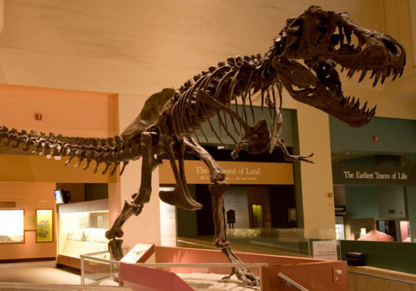 Trex Fossil Exhibits