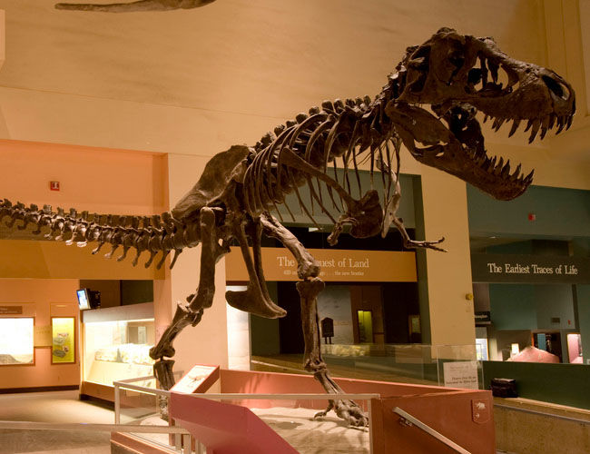 Trex Fossil Exhibits at The Smithsonian National Museum Trex Fossil Exhibits