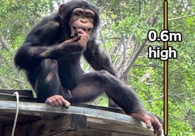 Animal Puppet Size Inform