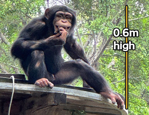 Animal Puppet Size Inform Animal Puppet Size Inform