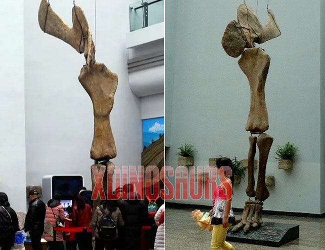 Brontosaurus Legs Bone Replica