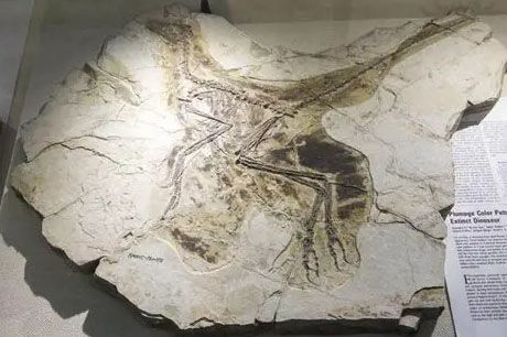 Anchiornis fossil replica
