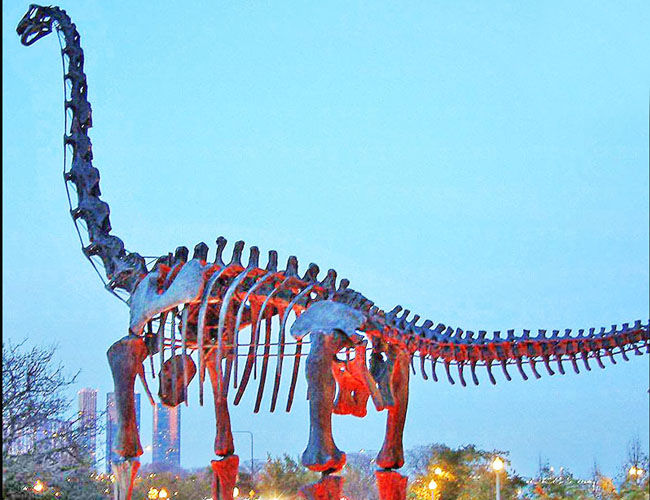 Brachiosaurus Fossil Replica