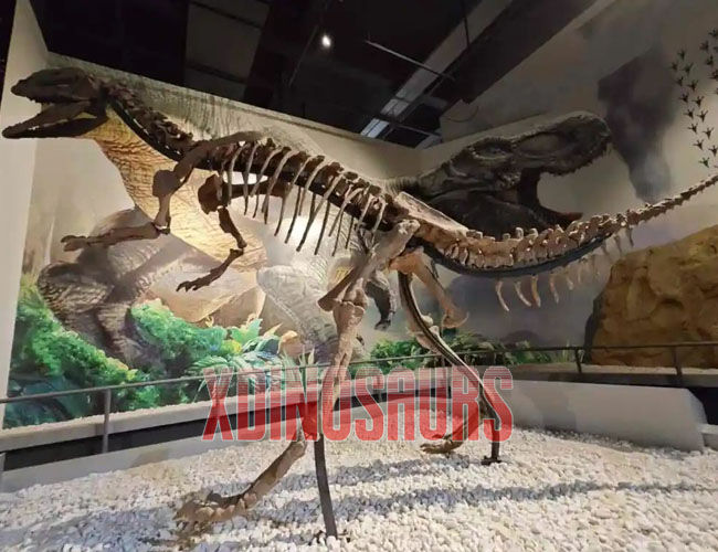 Dilophosaurus Fossil Replica