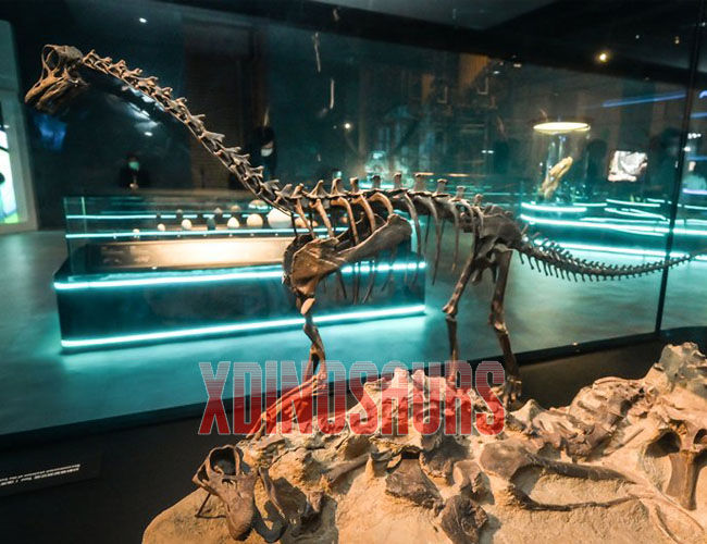 Diplodocus Fossil Replica