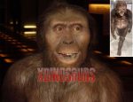 Primitive Man Australopithecine Model