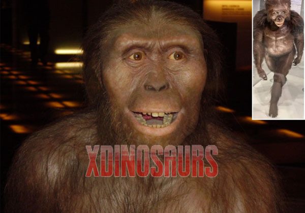 Primitive Man Australopithecine Model