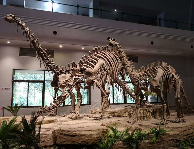 Shunosaurus Fossil Replica