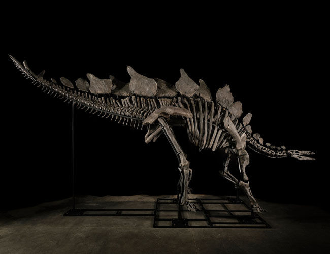Stegosaurus Fossil replica